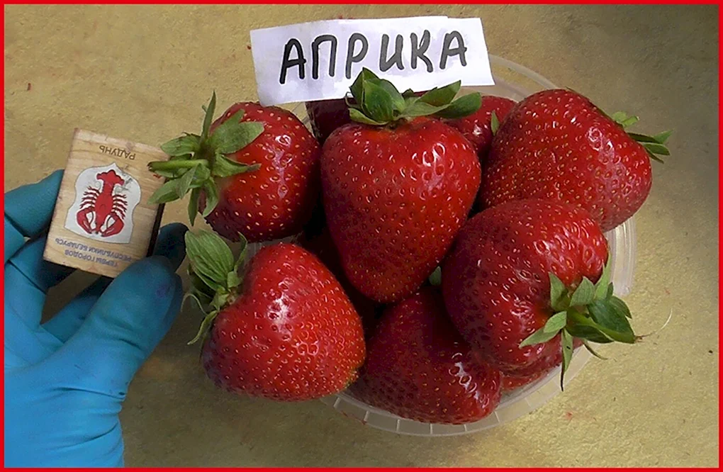 Земляника Садовая клубника Априка