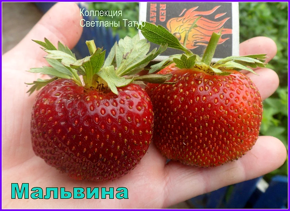 Земляника Садовая Мальвина р9
