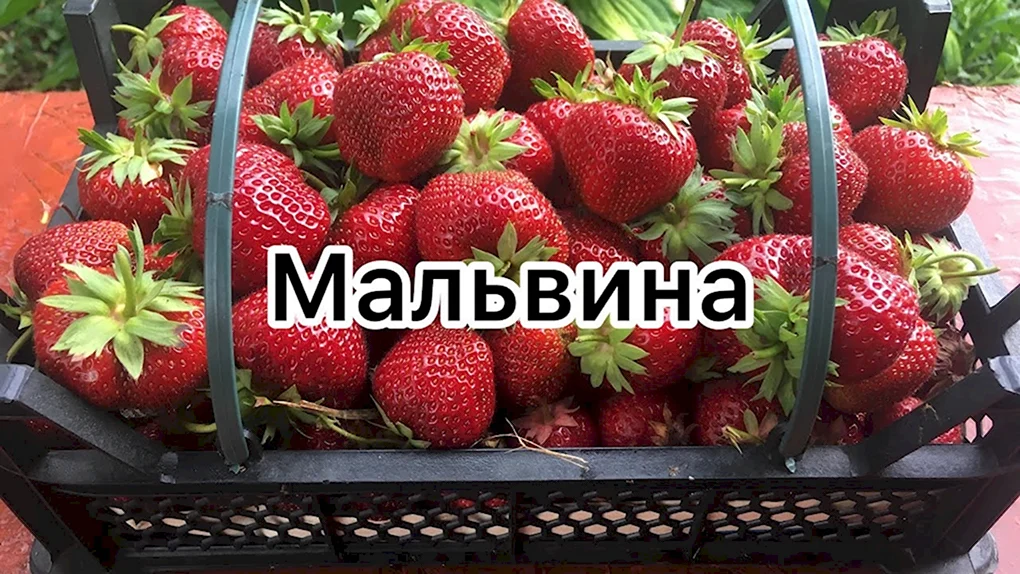 Земляника Садовая Мальвина р9