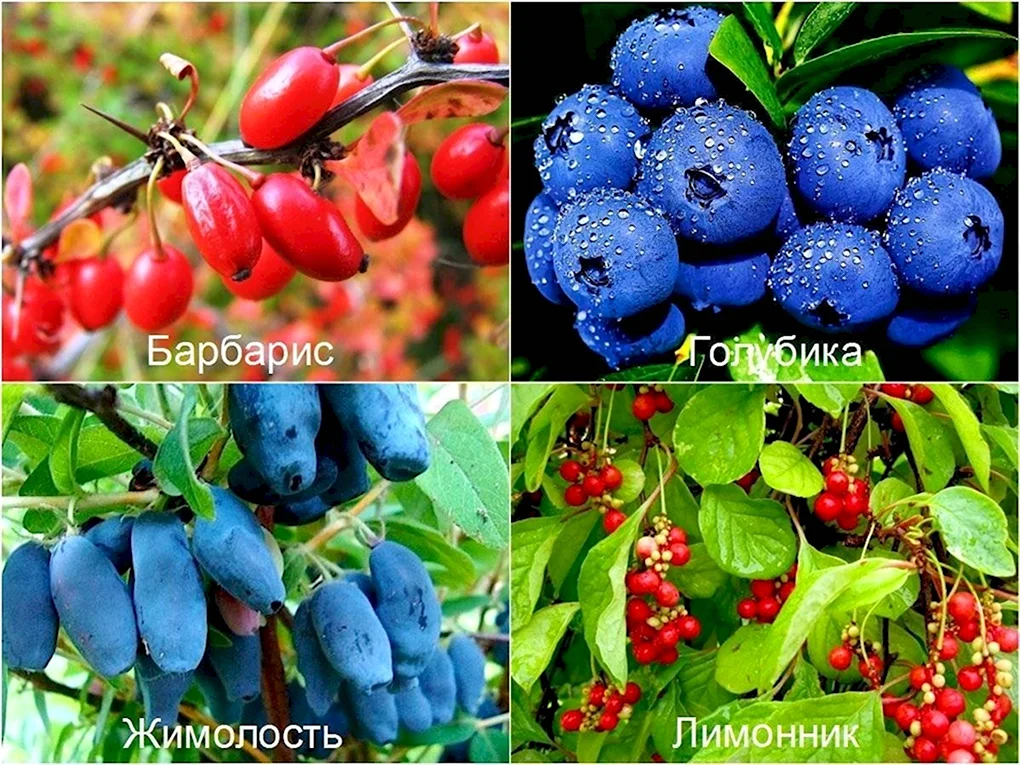 Жимолость Ягодная куст