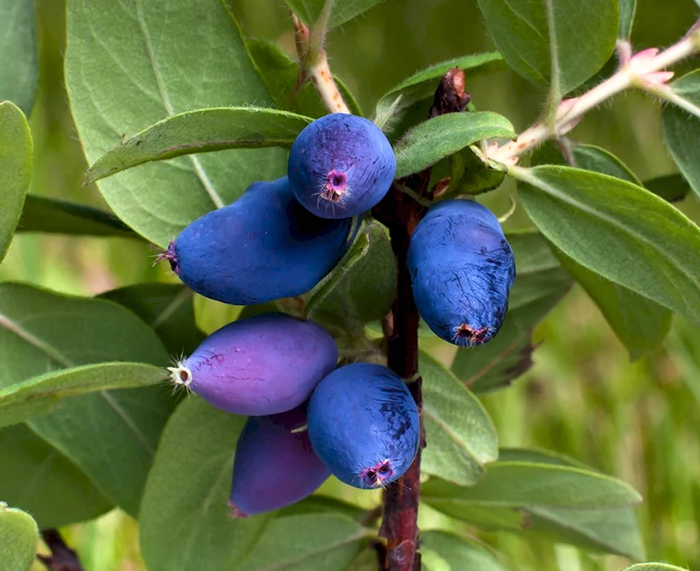 Жимолость съедобная Lonicera edulis